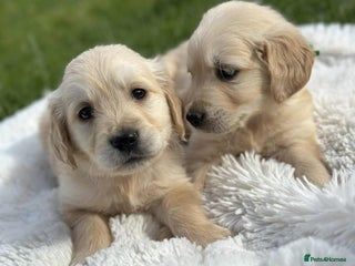 Golden Retriever dogs - Advert 4