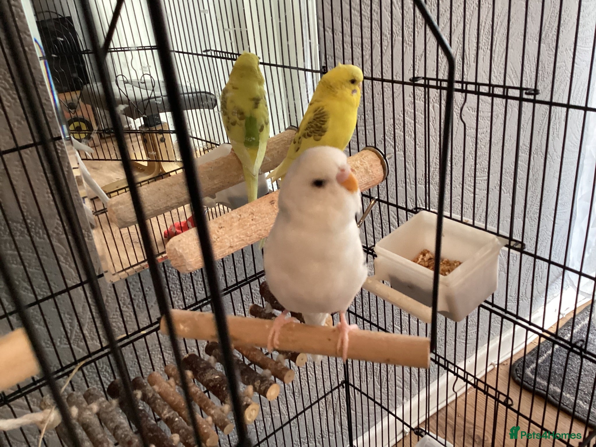 Budgerigars birds 2x baby budgies / cage / accessories included  - Advert 1