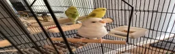 Budgerigars birds for sale: 2x baby budgies / cage / accessories included  - Advert 1