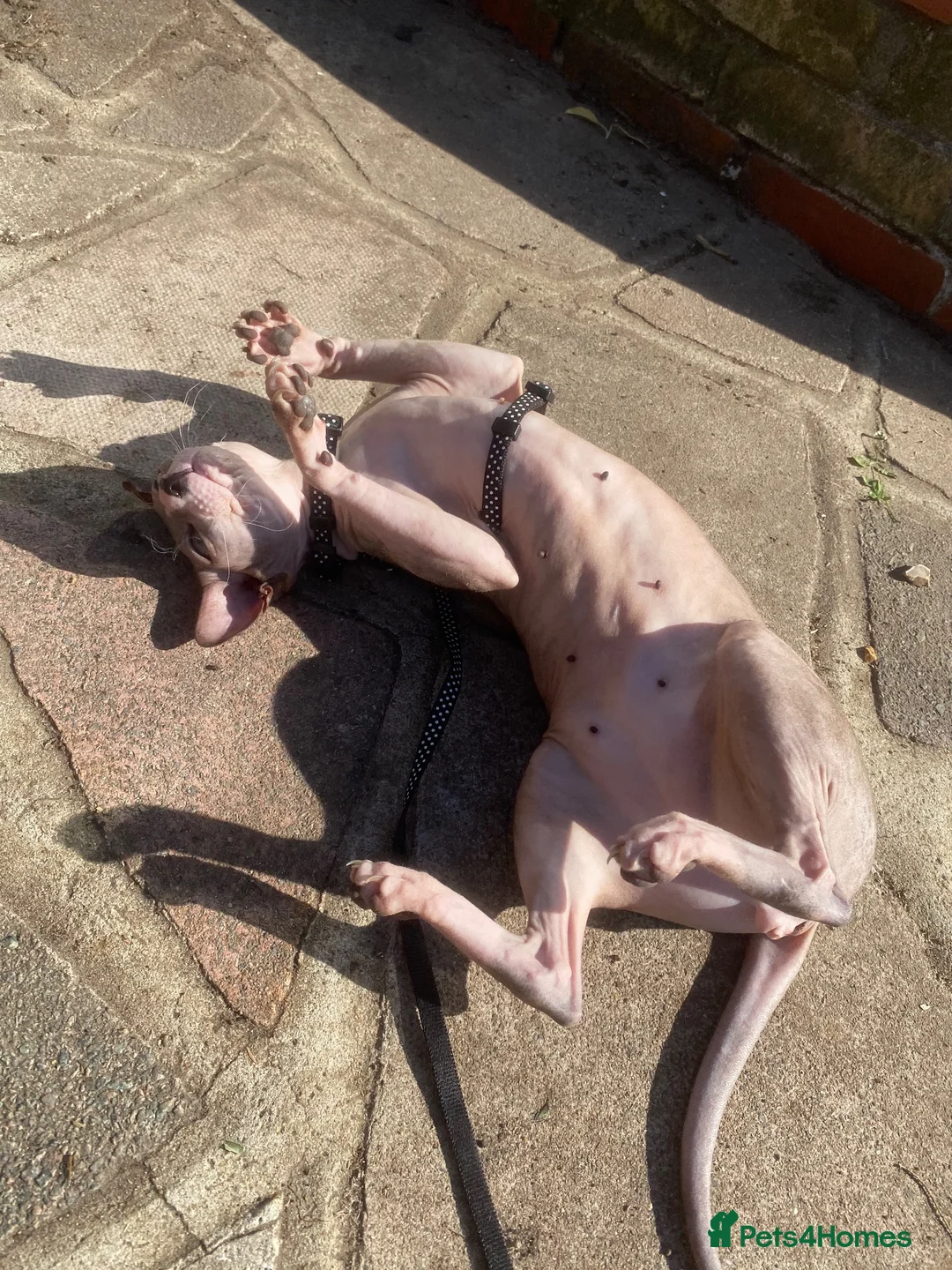 Sphynx cats for sale: Two loving boys for rehoming in Sevenoaks - Advert 8