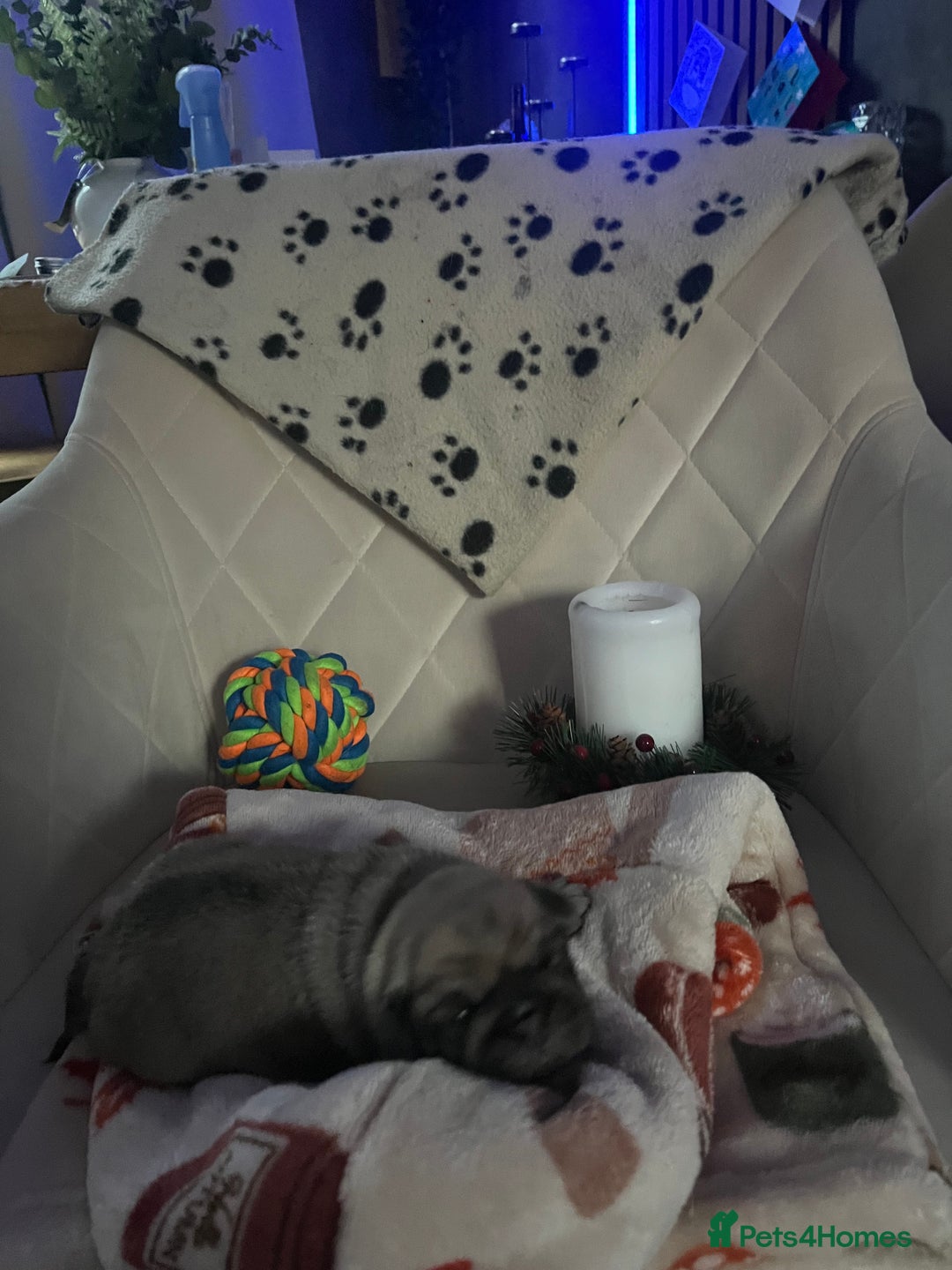 Pug dogs for sale: 2 boys 3 girls pugs for sale leeds  - Advert 12