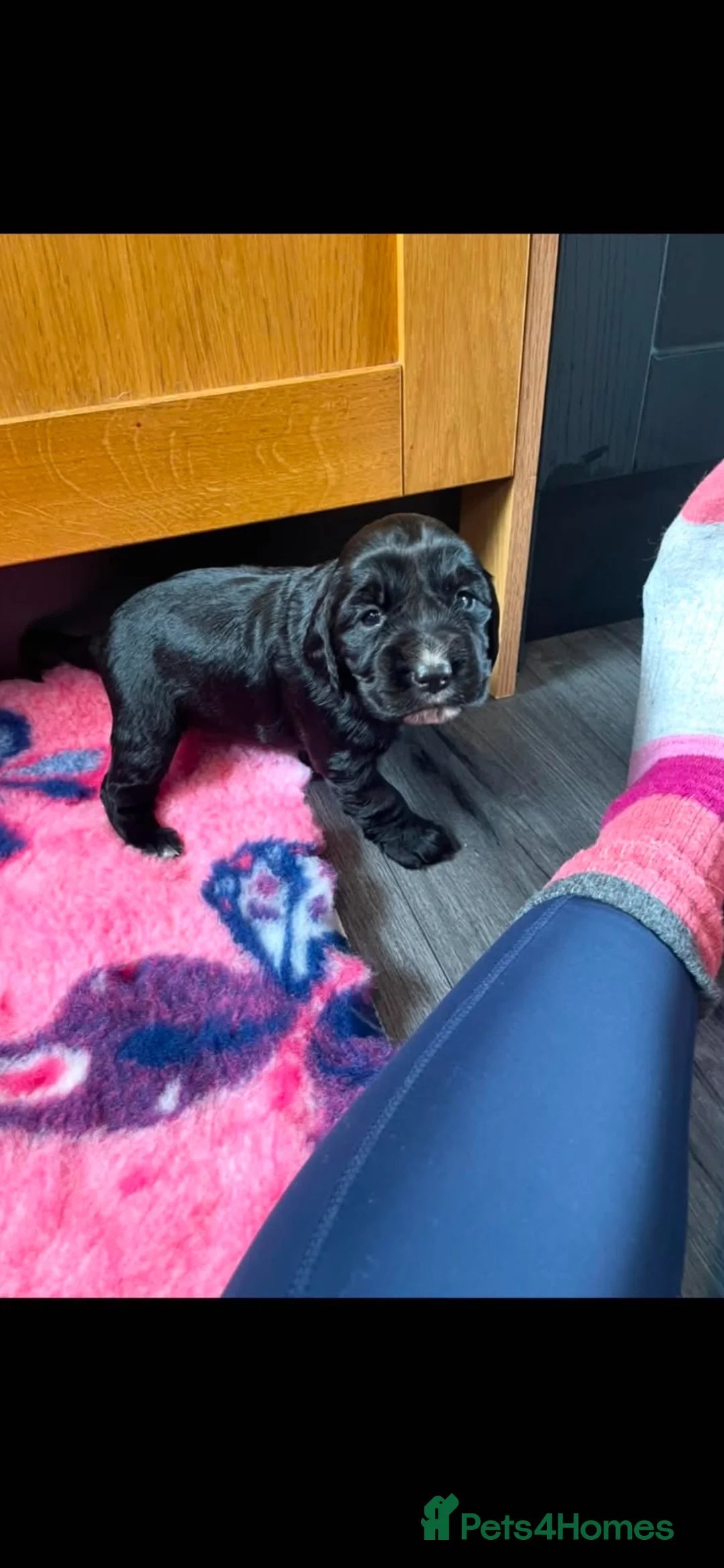 Cocker Spaniel dogs for sale: Beautiful chunky Cocker girl pups available  - Advert 9