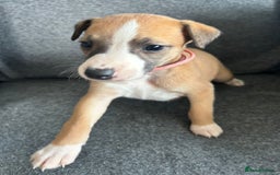 Whippet dogs for sale: KC Reg Whippet 3xM 3xF - Image 2