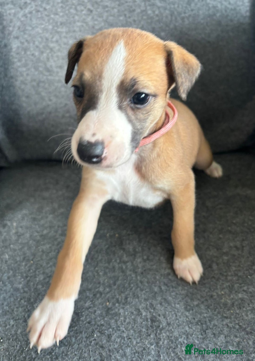 Whippet dogs for sale: KC Reg Whippet 3xM 3xF - Image 2