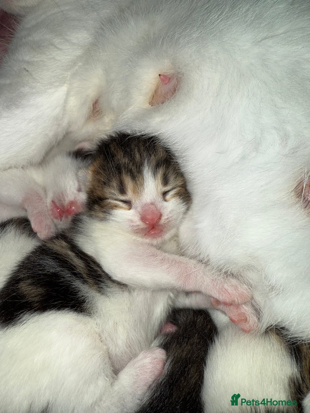 Mixed Breed cats for sale: Tabby and white kittens - Advert 8