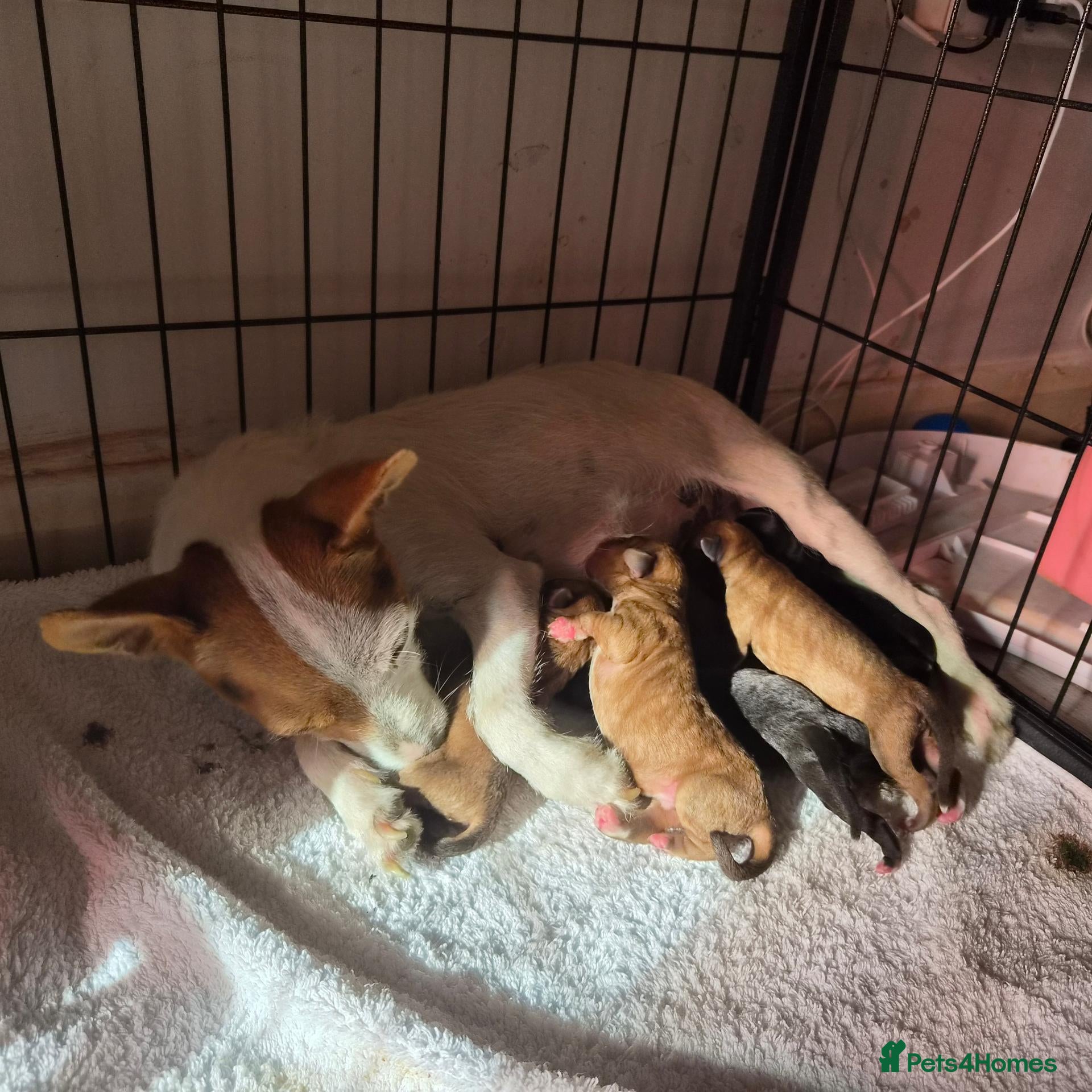 Jackapoo dogs for sale: Gorgeous jackapoo puppies 🐶  - Advert 3