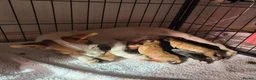 Jackapoo dogs for sale: Gorgeous jackapoo puppies 🐶  - Advert 1