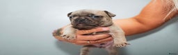 French Bulldog dogs for sale: 5 boys and 3 girls - DEPOSITS BEING TAKEN - Advert 14
