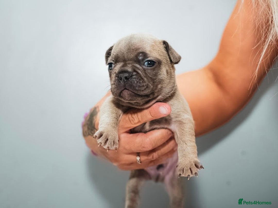 French Bulldog dogs for sale: 5 boys and 3 girls - DEPOSITS BEING TAKEN - Advert 14