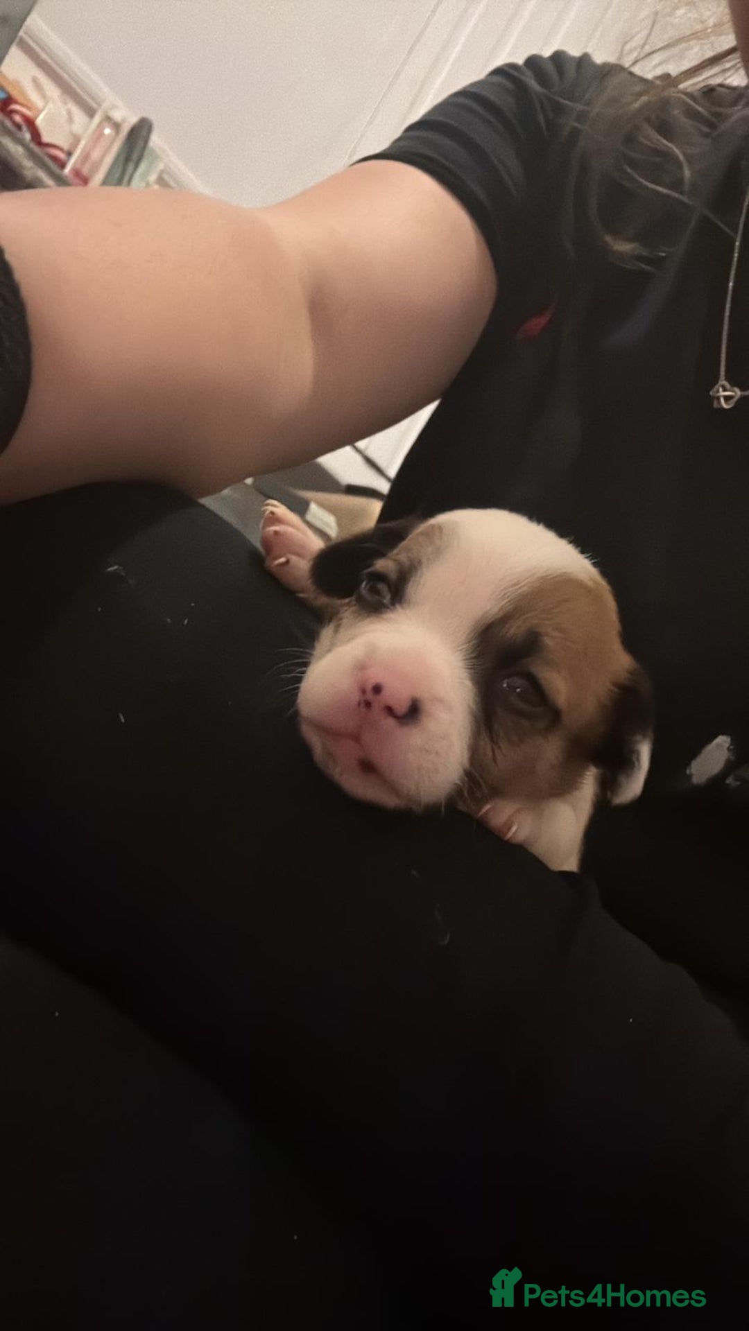 Mixed Breed dogs for sale: 3/4 chihuahua 1/4 jack Russel  - Advert 2