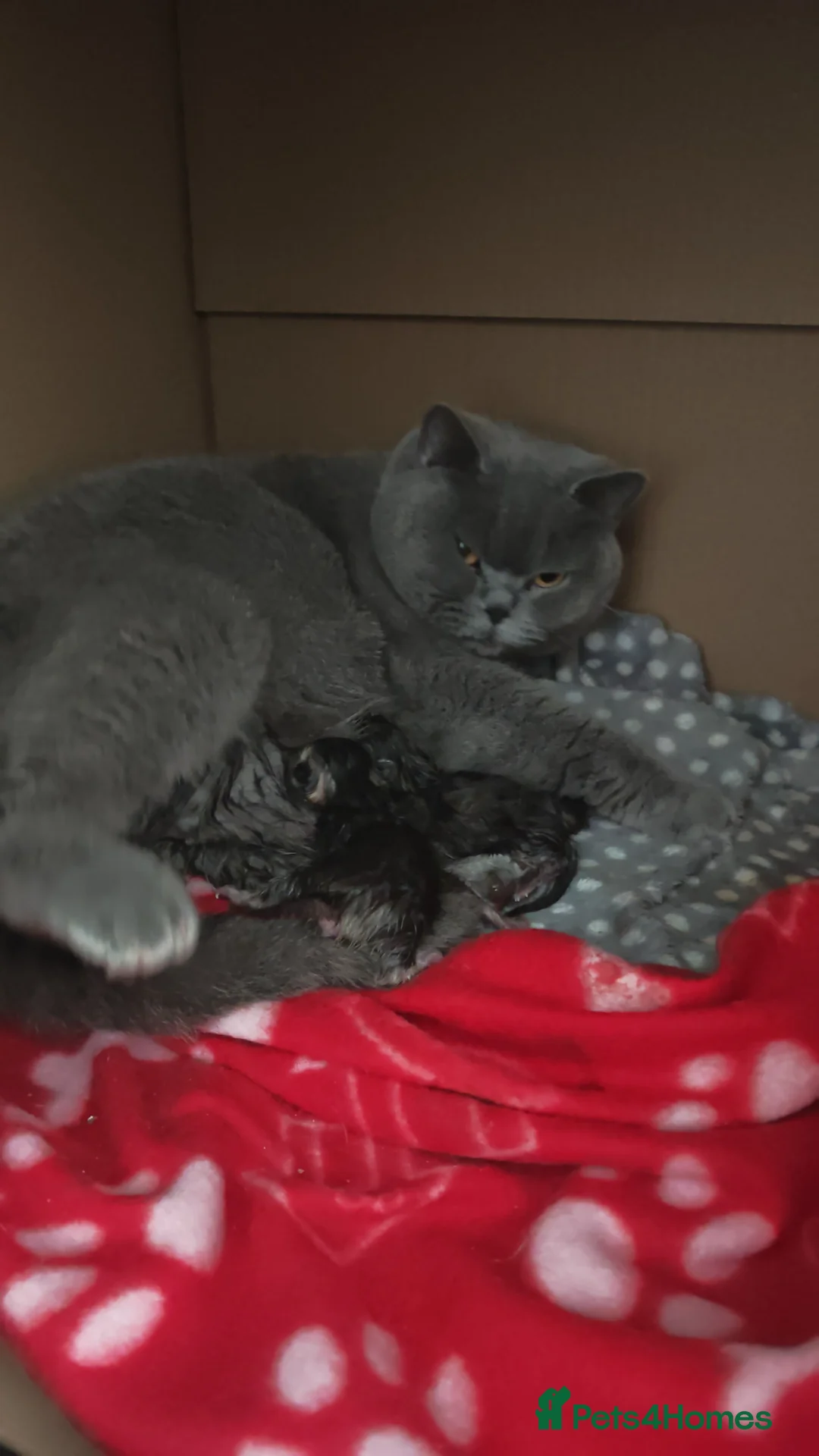 British Shorthair cats for sale: Beautiful British shorthair kittens  - Advert 2