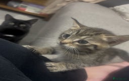 British Shorthair cats for sale: 3 beautiful tabby kittens with Maine coon  - Image 5