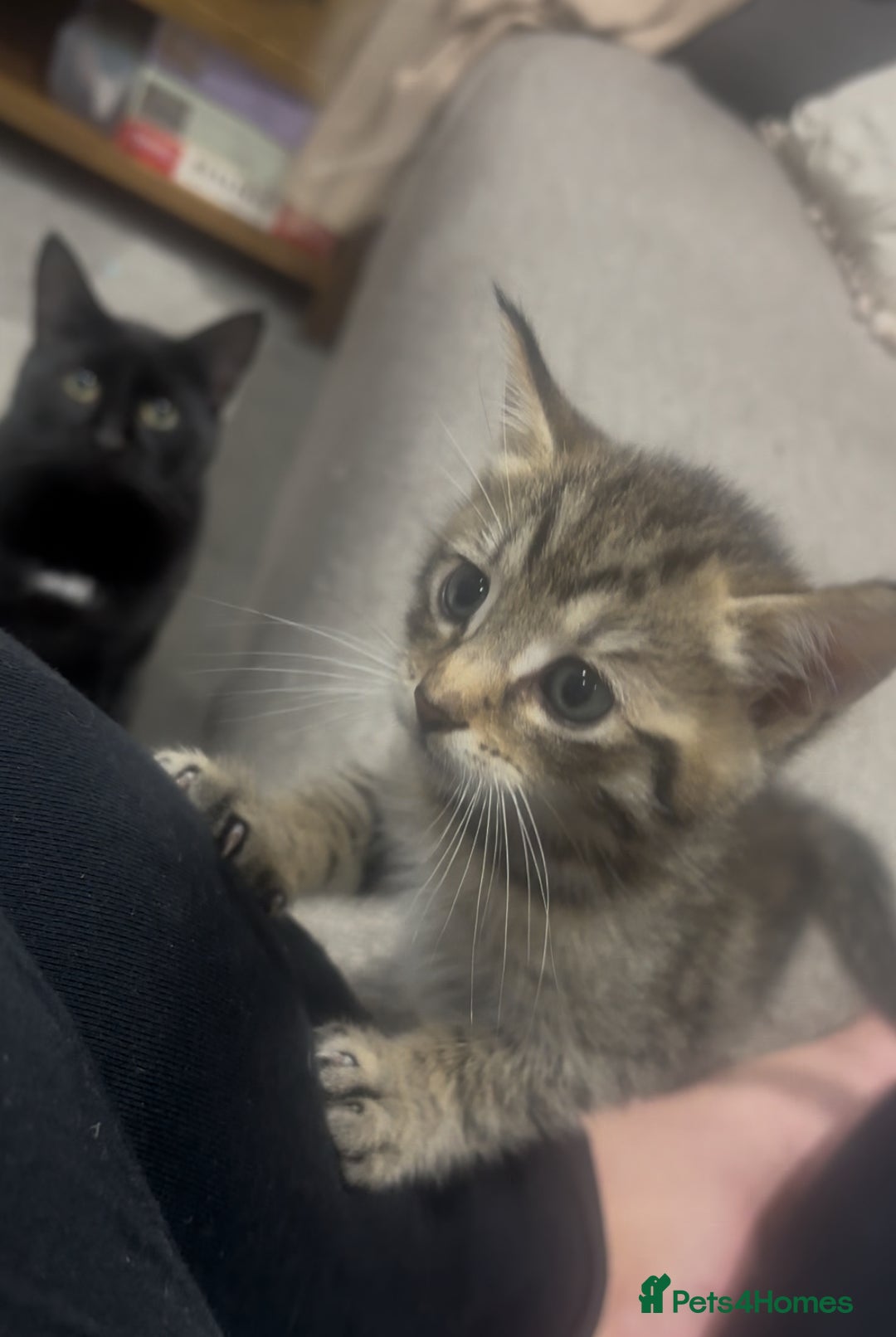 British Shorthair cats for sale: 3 beautiful tabby kittens with Maine coon  - Image 5