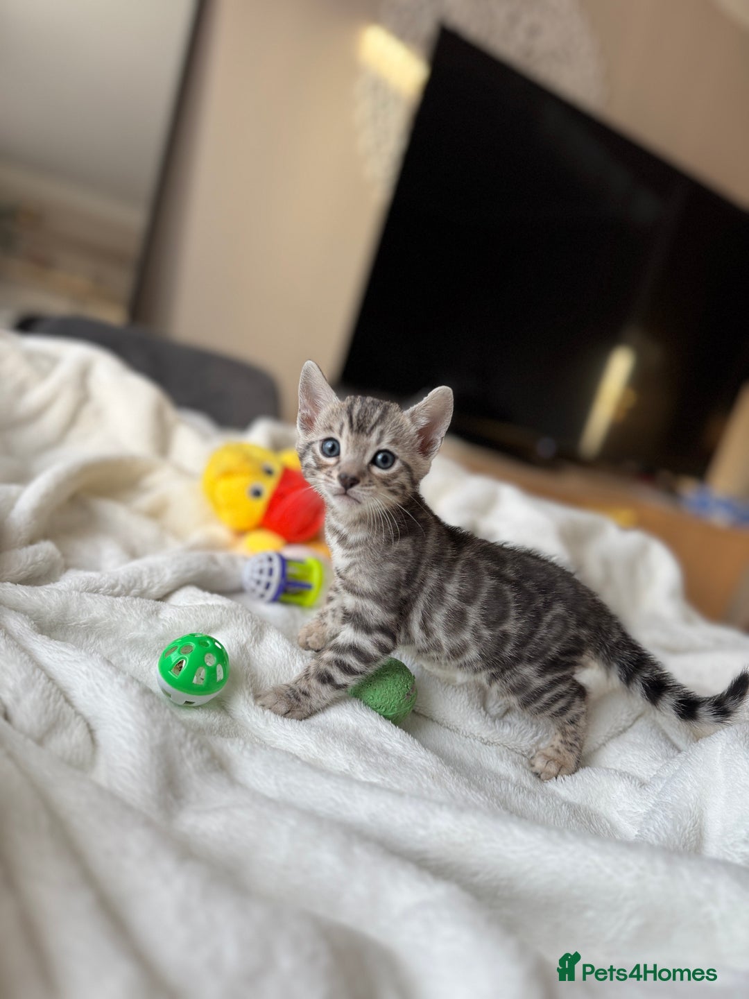 Bengal cats for sale: Purebred Bengal Kittens – Ready for Loving Homes - Advert 15