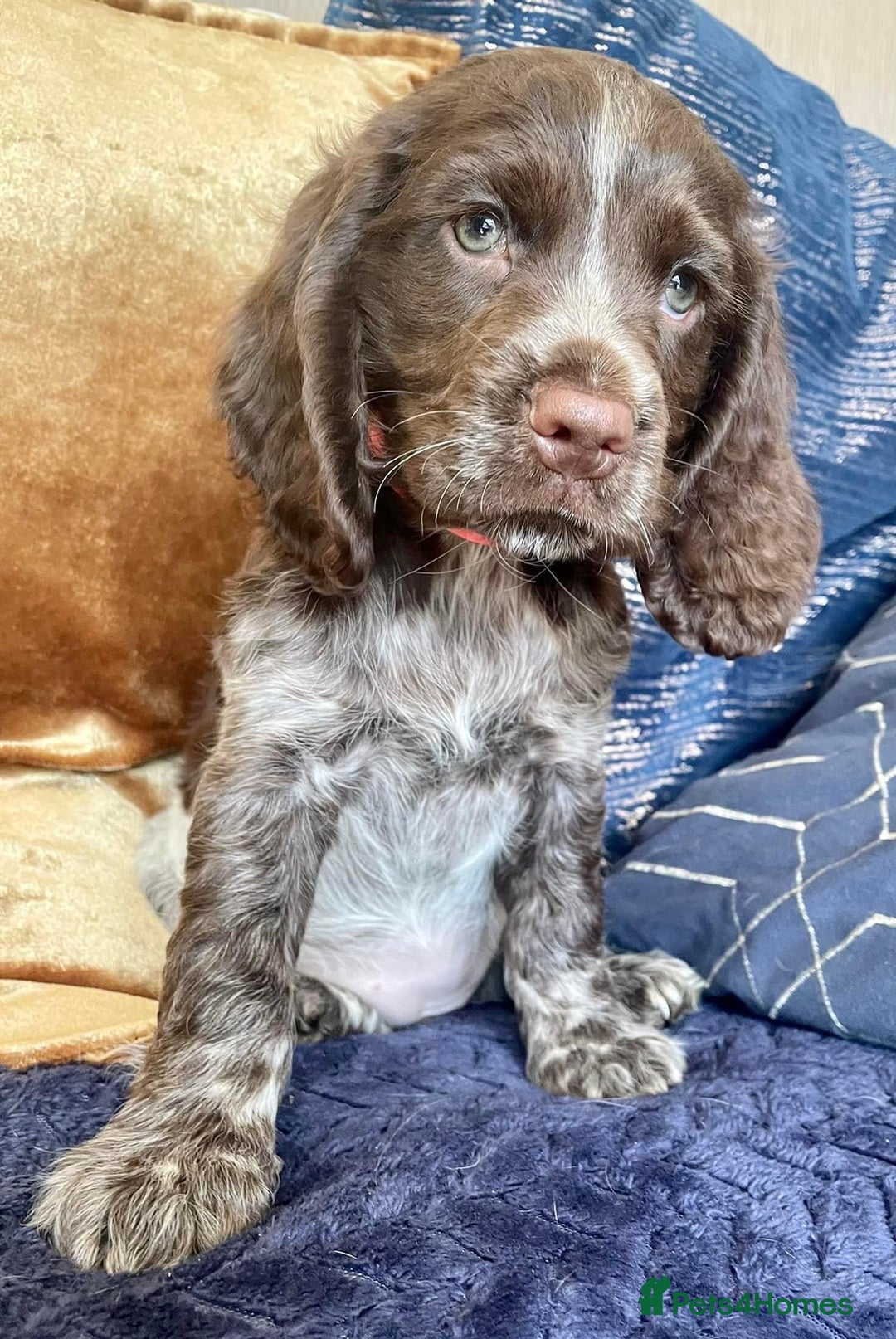 Cocker Spaniel dogs for stud: 🔥🔥WORKING ROAN COCKER STUD🔥🔥 in Gateshead - Advert 11