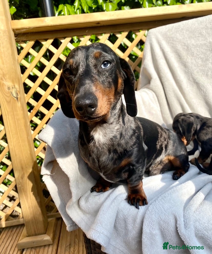 Miniature Dachshund dogs FOR STUD STUNNING SILVER DAPPLE in Benfleet - Advert 22