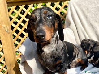 Miniature Dachshund dogs FOR STUD STUNNING SILVER DAPPLE in Benfleet - Advert 19