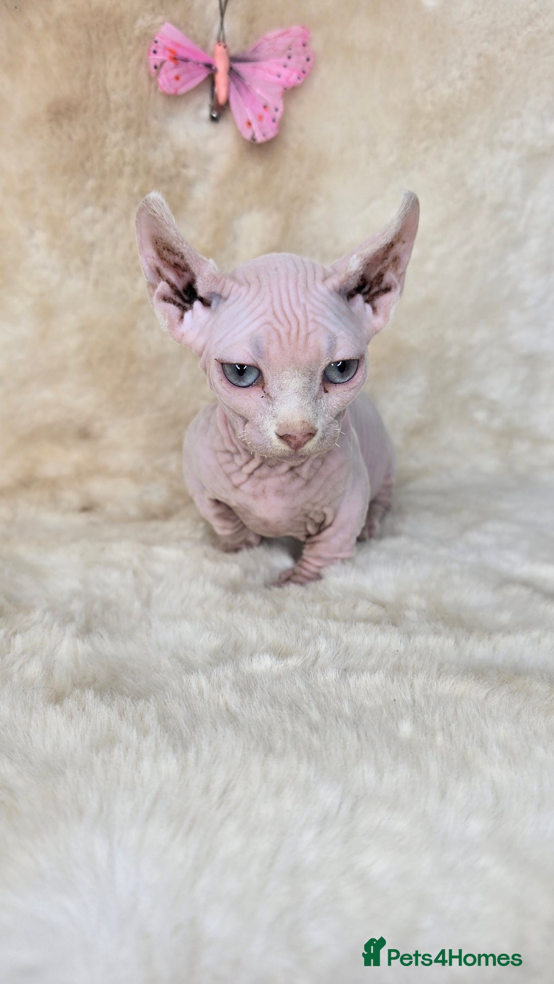 Dwelf cats for sale: Dwelf Sphynx girl bominant odd eyes  - Image 5