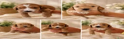 Cockapoo dogs for sale: Beautiful F1 Cockapoos  - Advert 4
