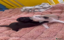 Pug dogs for sale: 2 pug puppies for sale - Image 1
