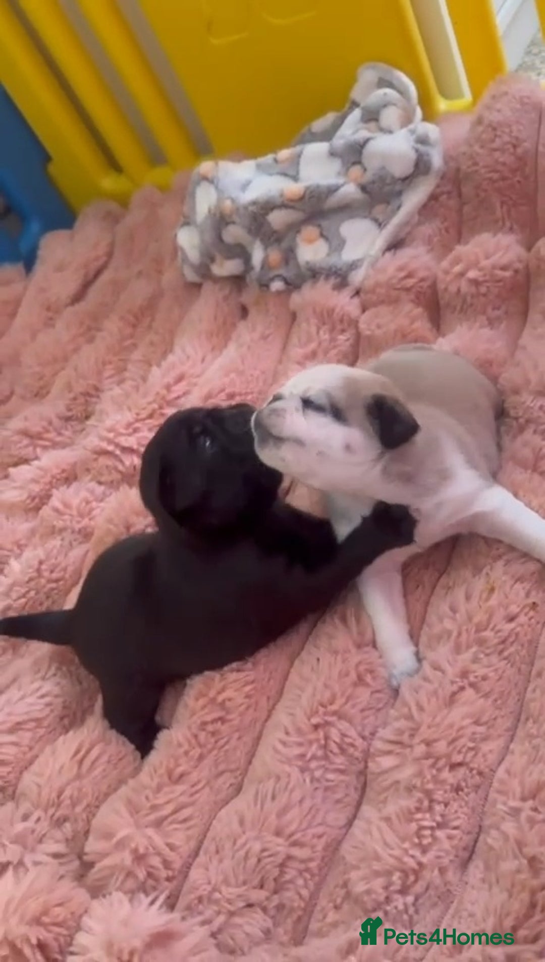 Pug dogs for sale: 2 pug puppies for sale - Image 1