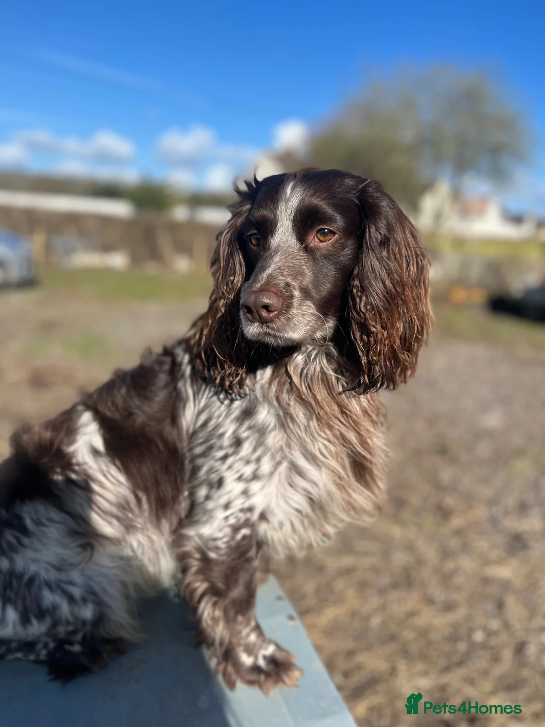 Sprocker dogs for stud: Liver and White Sprocker for stud - Advert 1