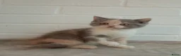 British Shorthair cats for sale: Stunning short haired kittens  - Advert 9
