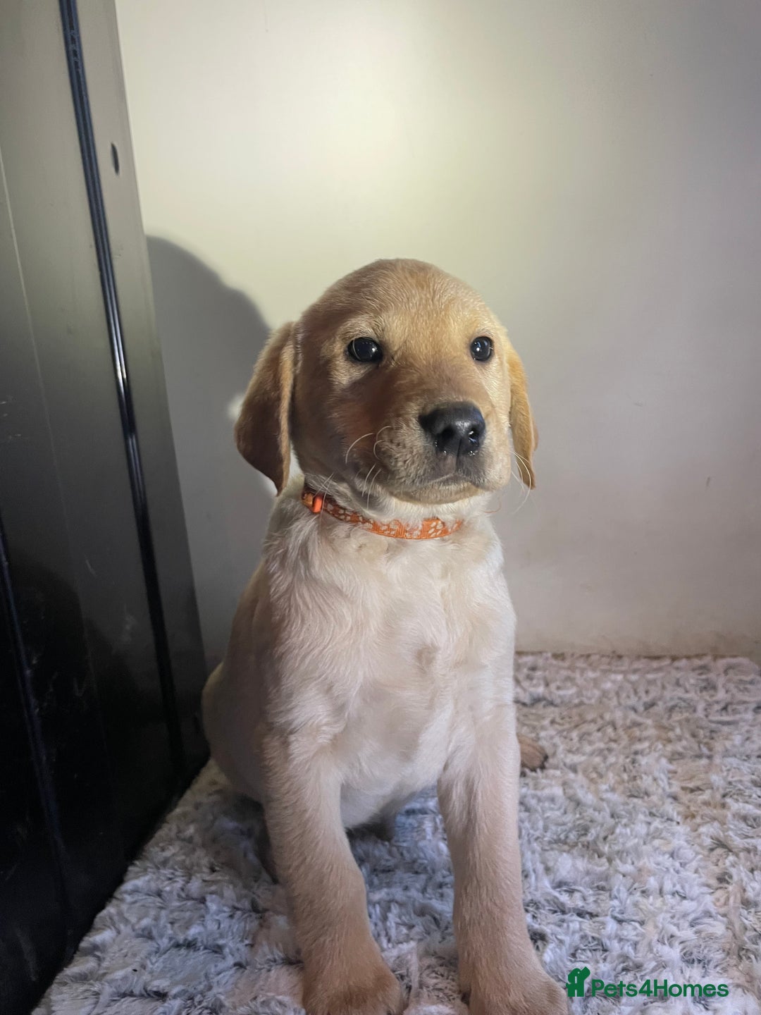 Labrador Retriever dogs for sale: Reduced to 1200 Ready to go now   - Advert 21