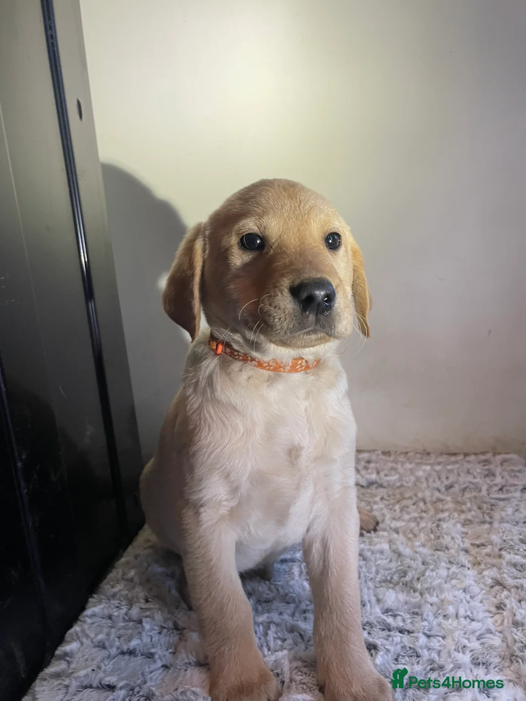 Labrador Retriever dogs for sale: All Reduced to £850 Ready to go now only 1 left - Advert 21