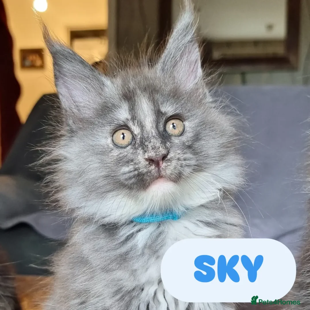 Maine Coon cats for sale: READY NOW XXL PEDIGREE TICA REGISTER KITTENS  - Advert 10