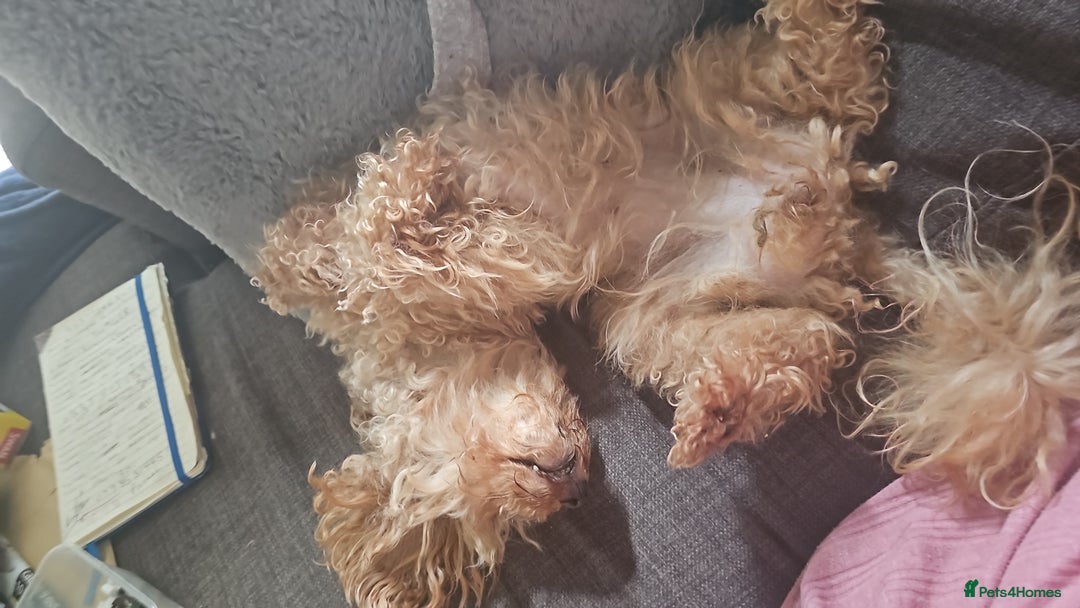 Toy Poodle dogs for sale: Toy poddle  - Image 4