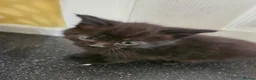 Maine Coon cats for sale: Beautiful black fluffy kittens - Advert 3
