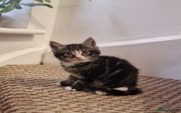 Mixed Breed cats for sale: Kittens ready to find homes - Image 9
