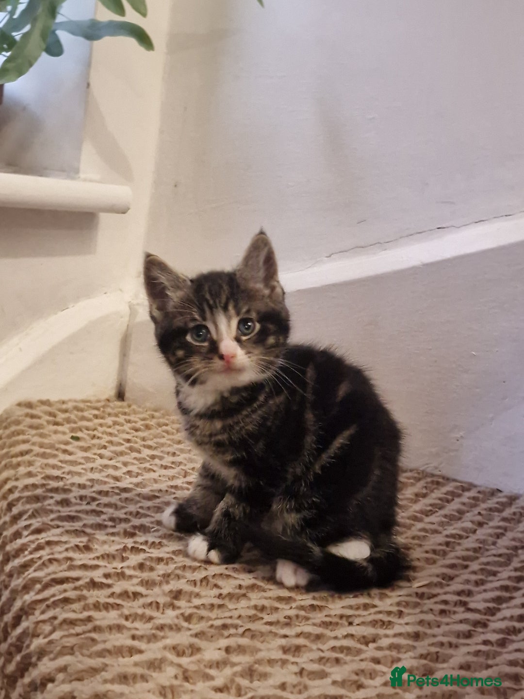 Mixed Breed cats for sale: Kittens ready to find homes - Image 9