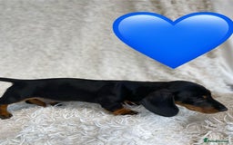 Miniature Dachshund dogs for sale: Miniature duscuhund  - Image 12