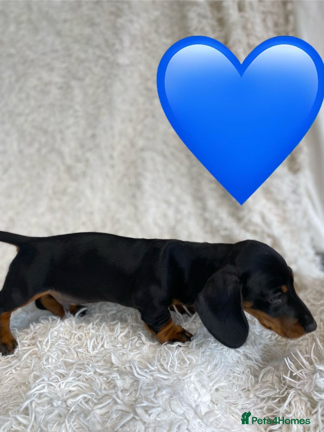 Miniature Dachshund dogs for sale: Miniature duscuhund  - Image 12