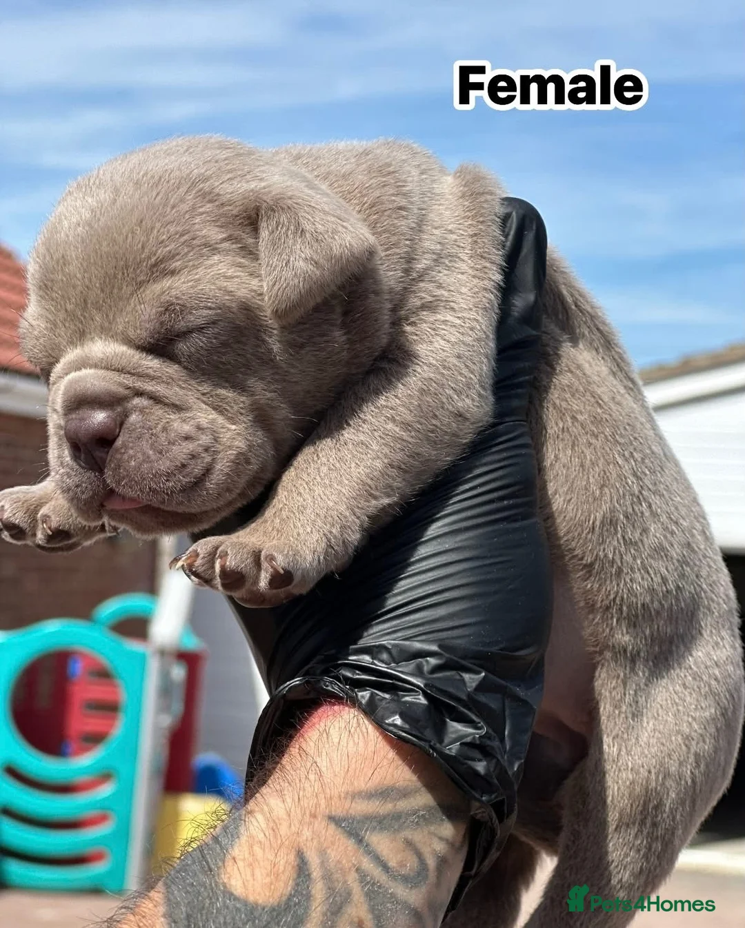 Olde English Bulldogge dogs for sale: 23 years 5⭐️LICENSED & REGISTERED, UK NO1  - Advert 2