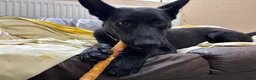 Mixed Breed dogs for adoption: ❤️🐶 MULAN – BEAUTIFUL, BRILLIANT & READY  - Advert 11