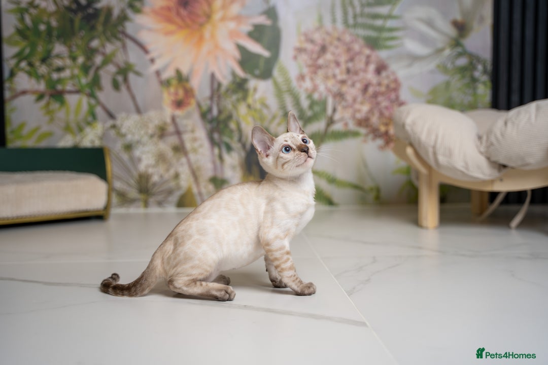 Bengal cats for sale: FRANCO- Snow Bengal Boy- Excellent traits-TICA reg - Advert 19