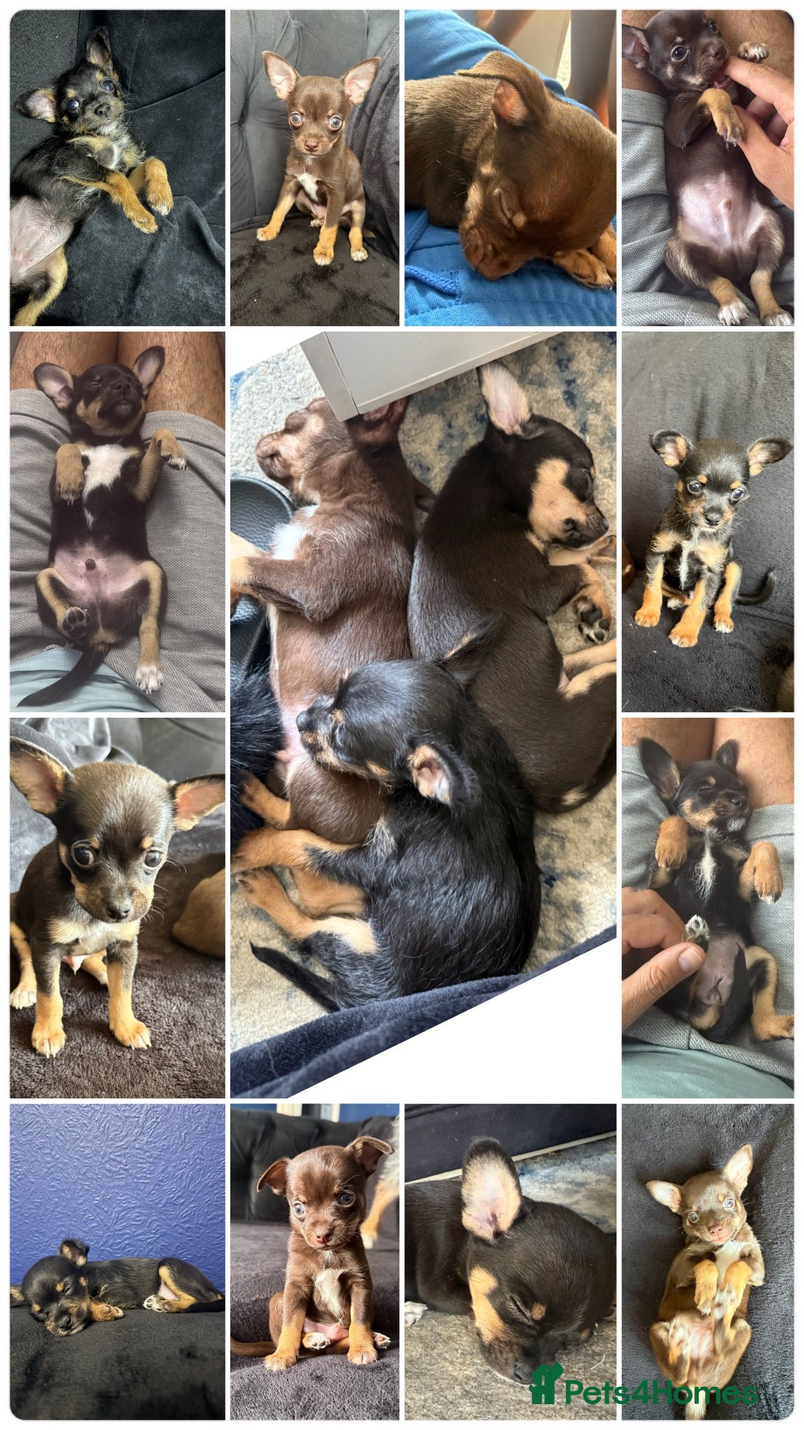 Mixed Breed dogs 💙💙❤️ CHIHUAHUA & POODLE PUPPIES  - Advert 2