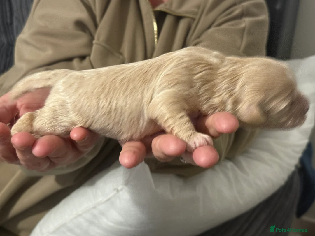 Shihpoo dogs for sale: 3x Shihpoo Male Puppies for sale - Advert 24