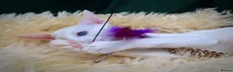 Oriental cats for sale: White Oriental Female Available 🤍 in Dingwall - Advert 5