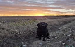 Labrador Retriever dogs for sale: Wonderful black Labrador, health forces sale. - Image 1