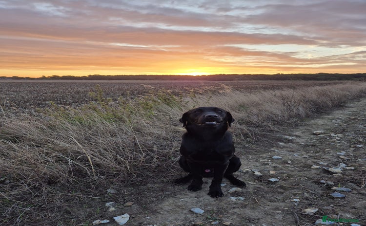 Labrador Retriever dogs - Advert 9