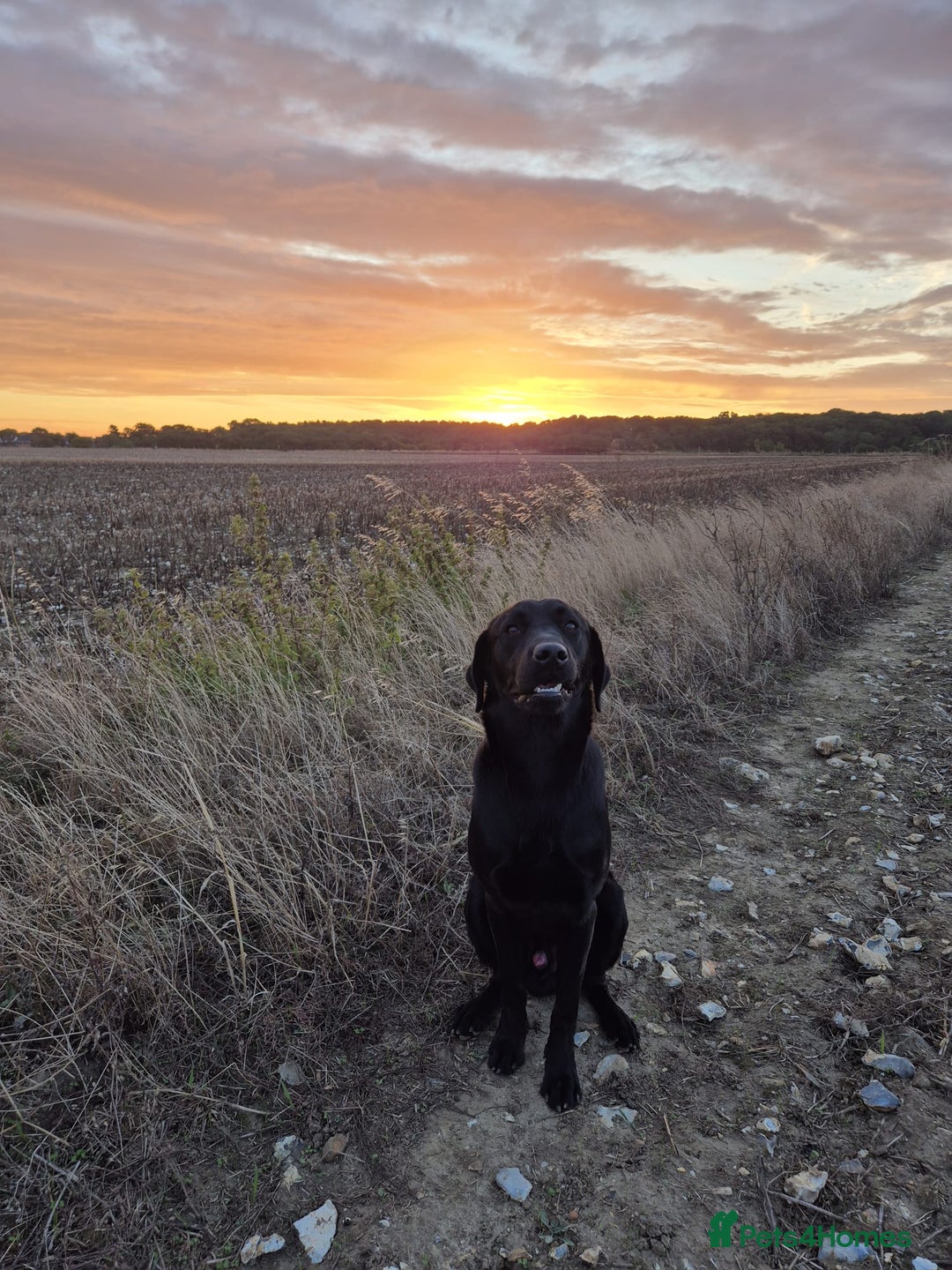 Labrador Retriever dogs for sale: Wonderful black Labrador, health forces sale. - Image 1