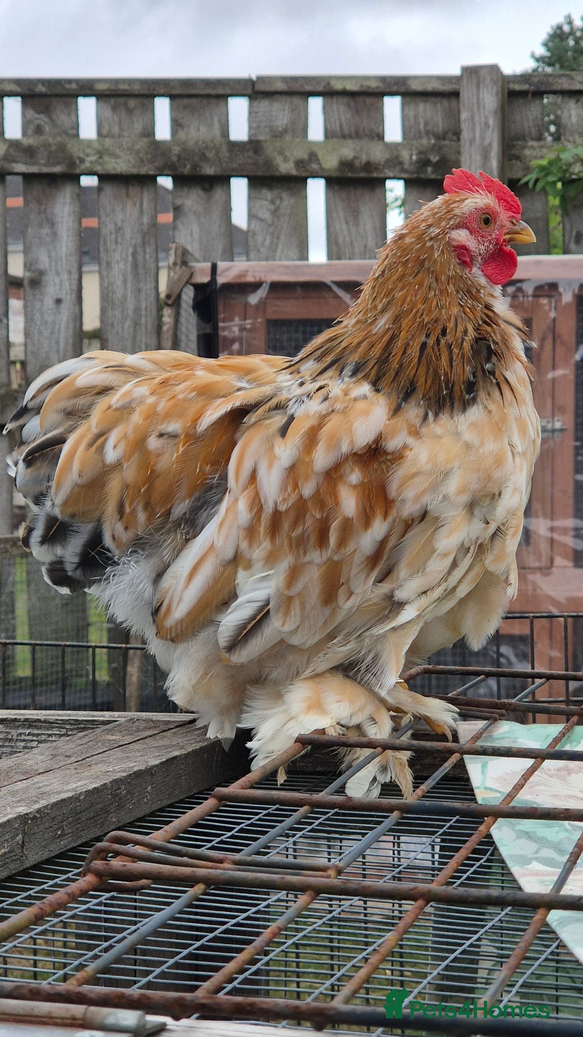 Chickens poultry Pekin bantam cockeril - Advert 18