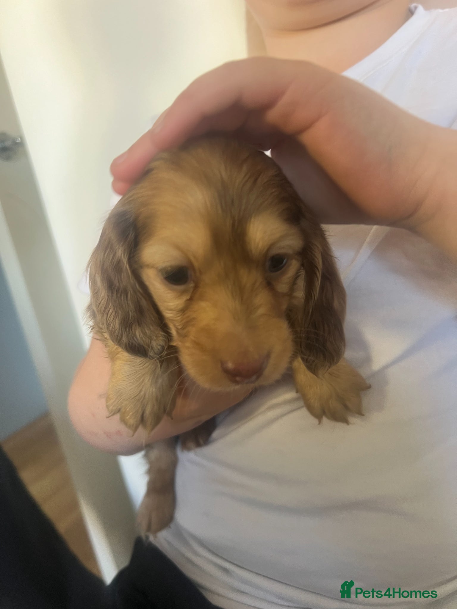 Miniature Dachshund dogs Cream/Dapple Mini Long Haired Dachshund Puppies   - Advert 5
