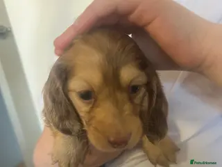 Miniature Dachshund dogs Cream/Dapple Mini Long Haired Dachshund Puppies - Advert 5