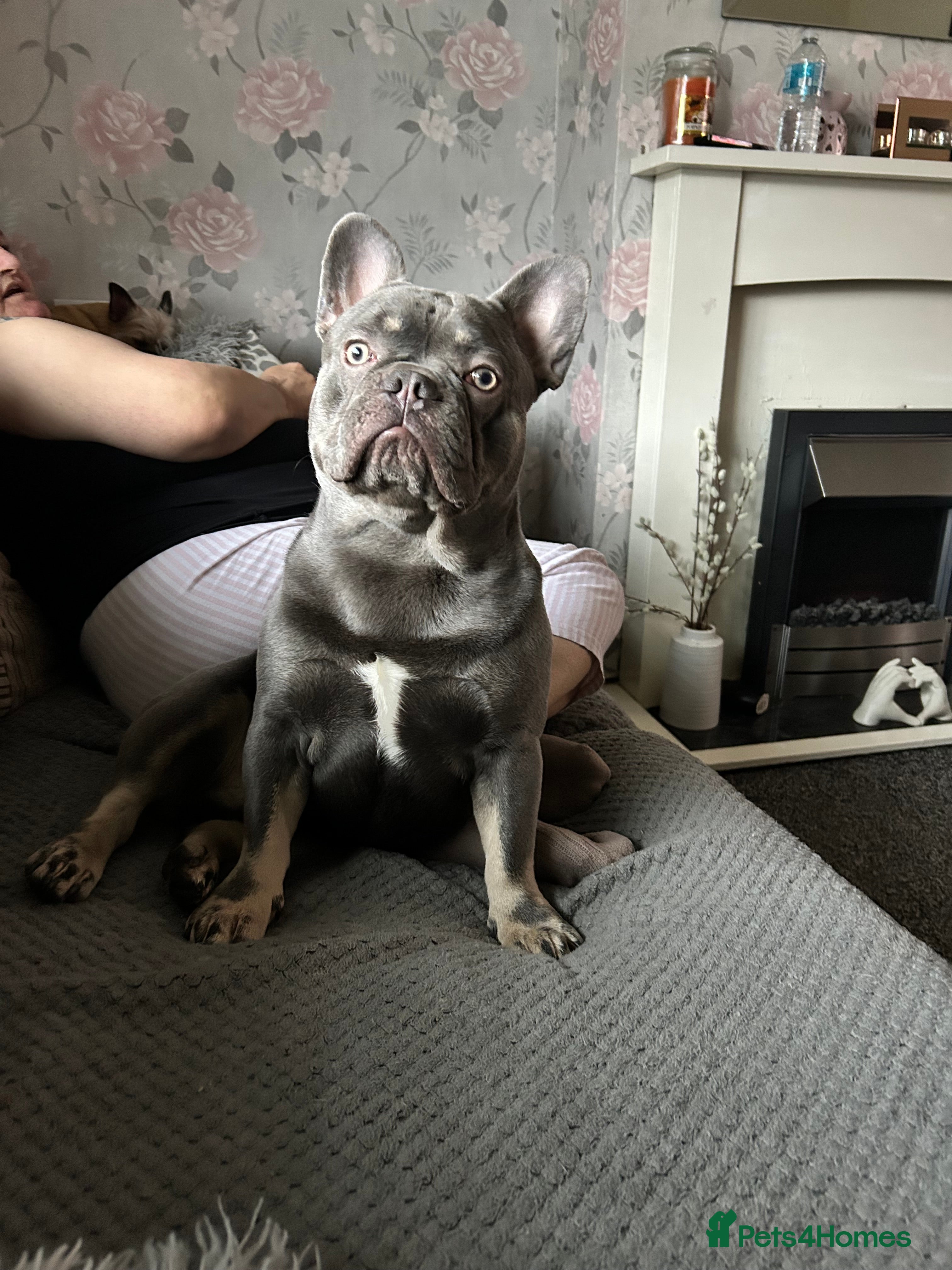French Bulldog dogs Grey French bulldog up for stud  - Advert 1