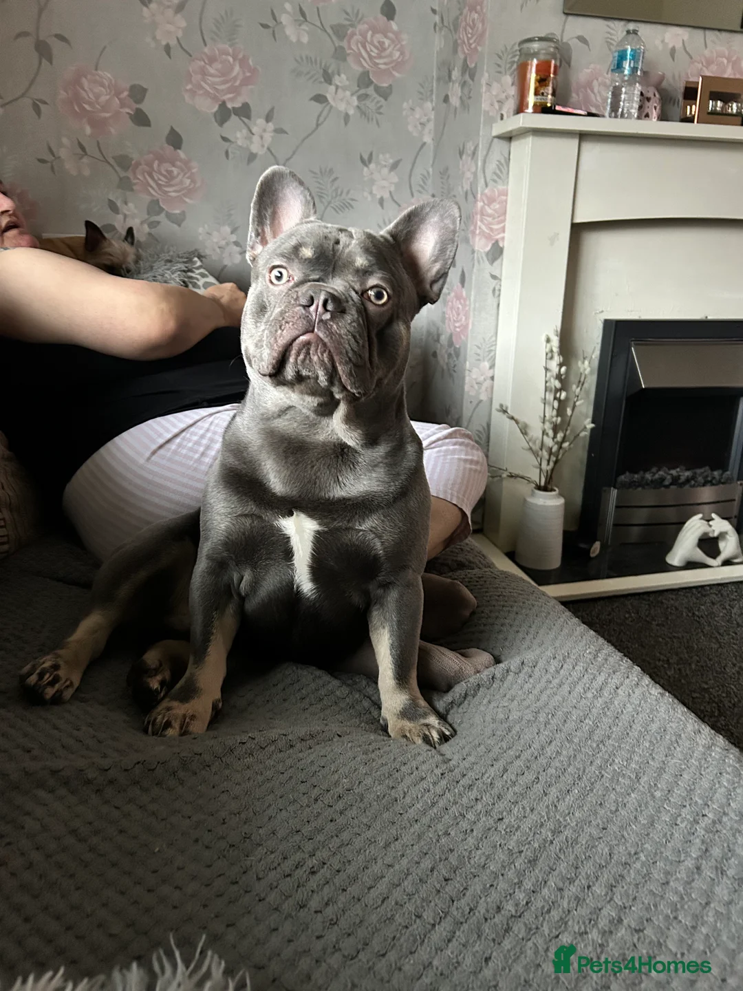 French Bulldog dogs for stud: Grey French bulldog up for stud  - Advert 1